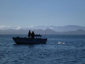 Crazy Coho Action
