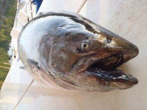 Seattle Times, King TV, and Science Direct Report Puget Sound Fish full of Drugs