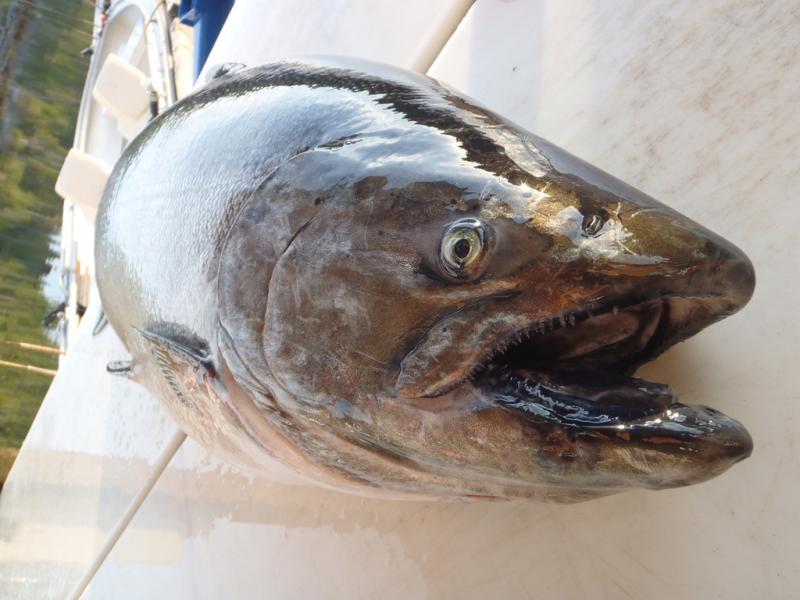 Seattle Times, King TV, and Science Direct Report Puget Sound Fish full of Drugs