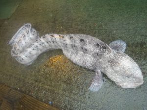Monster from the deep!