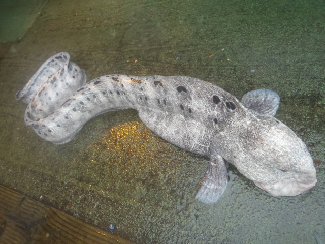 Monster from the deep!