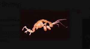 Marine Invasive Species Watch and Report