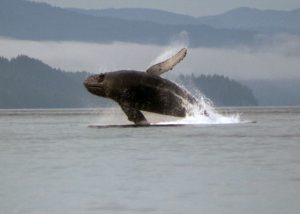 Humpback Feeding Frenzy