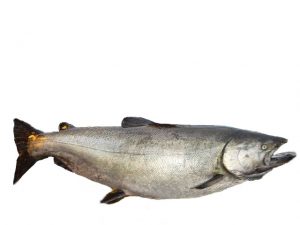 Great Fishing News 2019